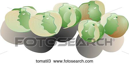 Tomatillos-Shadows View Large Illustration Drawing - Tomatillos-Shadows. Fotosearch