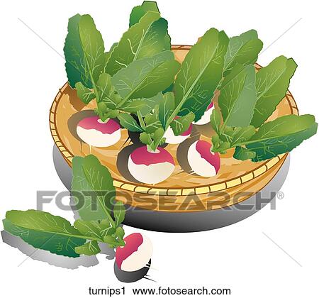 Clip Art - Turnips-Composition. Fotosearch