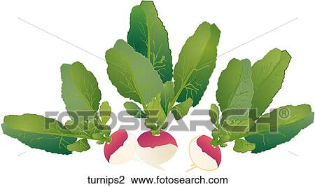 Turnips View Large Illustration Drawing - Turnips. Fotosearch