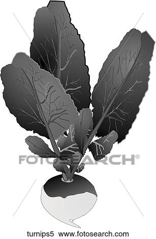 Turnips-One B&W View Large Illustration Stock Illustration - Turnips-One B&W. Fotosearch
