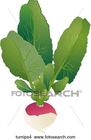 Turnips-One View Large Illustration Stock Illustration - Turnips-One. Fotosearch