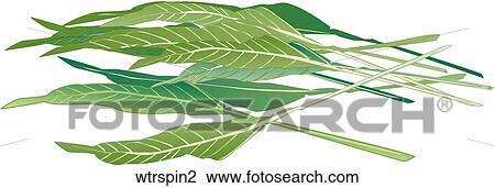 Drawing - Water Spinach. Fotosearch