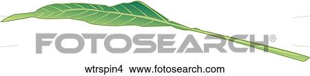 Stock Illustration - Water Spinach-One. Fotosearch