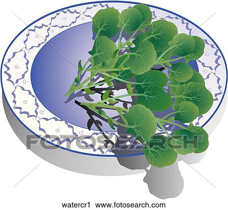 Clip Art - Watercress-Composition. Fotosearch