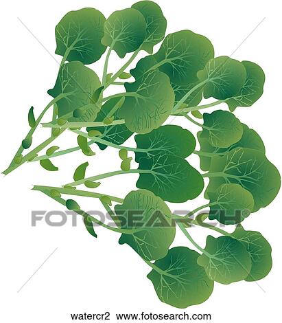 Drawing - Watercress. Fotosearch