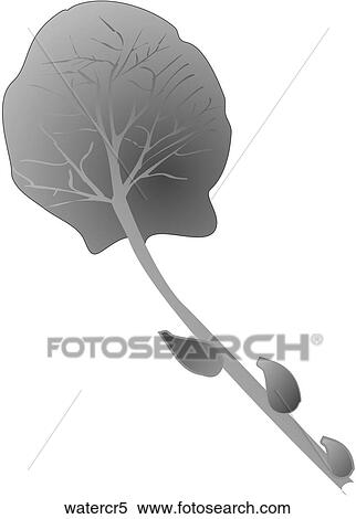 Watercress-One B&W View Large Illustration Stock Illustration - Watercress-One B&W. Fotosearch