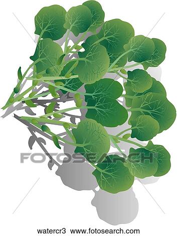 Drawing - Watercress-Shadows. Fotosearch