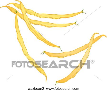 Drawing - Wax Beans. Fotosearch