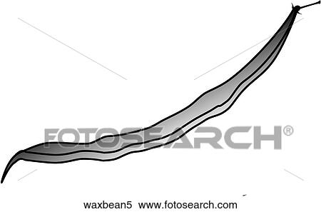 Wax Beans-One B&W View Large Illustration Stock Illustration - Wax Beans-One B&W. Fotosearch