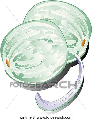 Winter Melon-Shadows View Large Illustration Drawing - Winter Melon-Shadows. Fotosearch