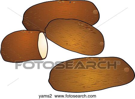 Yams View Large Illustration Drawing - Yams. Fotosearch