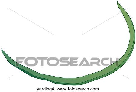 Stock Illustration - Yard Long Beans-One. Fotosearch