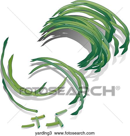 Yard Long Beans-Shadows View Large Illustration Drawing - Yard Long Beans-Shadows. Fotosearch