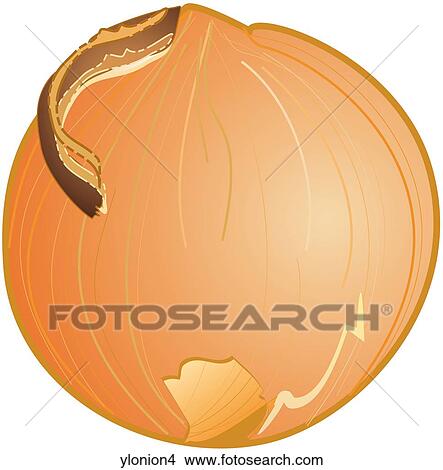 Yellow Onions-One View Large Illustration Stock Illustration - Yellow Onions-One. Fotosearch