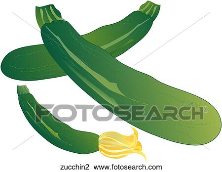 Zucchini View Large Illustration Drawing - Zucchini. Fotosearch