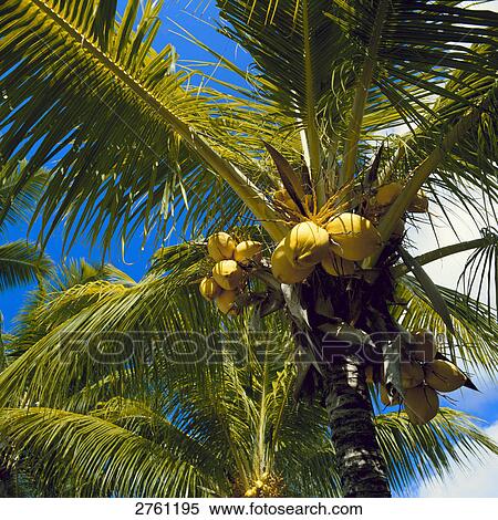 低い 角度 眺め の ココナッツ ヤシの木 ストックフォト 写真素材 Fotosearch