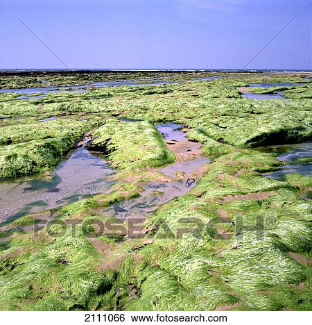 Stock Photograph - Algae on beach . Fotosearch