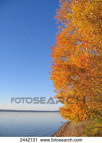 Autumn trees at lakeside View Large Photo Image Stock Image - Autumn trees at lakeside . Fotosearch