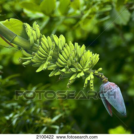 Banana plant View Large Photo Image Stock Image - Banana plant . Fotosearch