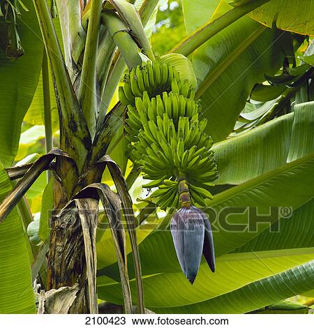 Banana plant View Large Photo Image Stock Image - Banana plant . Fotosearch