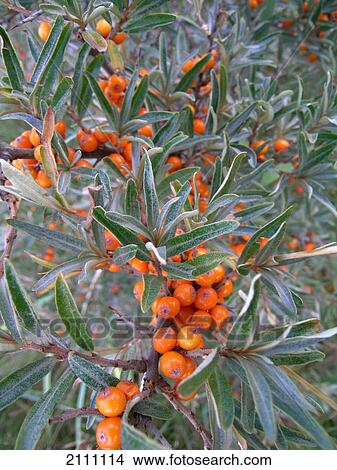 Berries growing on tree View Large Photo Image Picture - Berries growing on tree . Fotosearch