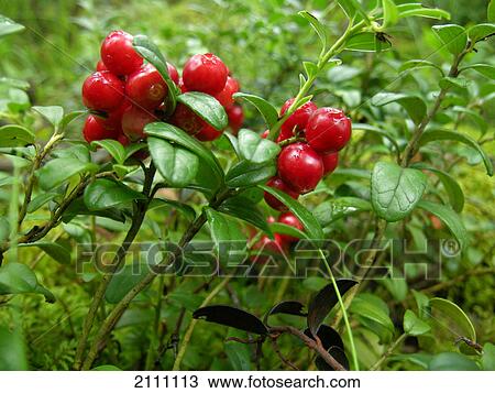 Berries growing on tree View Large Photo Image Stock Image - Berries growing on tree . Fotosearch