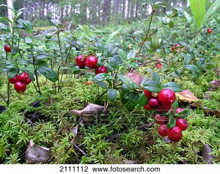 Berries growing on trees View Large Photo Image Stock Image - Berries growing on trees . Fotosearch