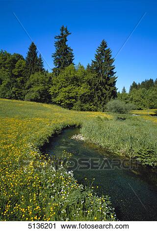 Blooming meadows and streamlet View Large Photo Image Stock Image - Blooming meadows and streamlet . Fotosearch