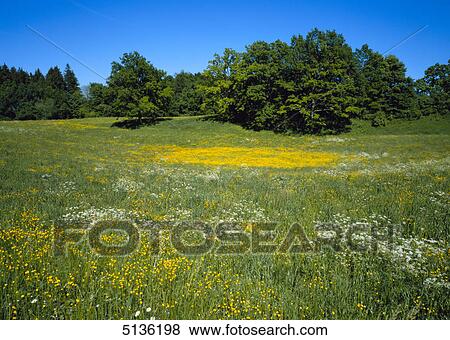 Blooming meadows View Large Photo Image Stock Photo - Blooming meadows . Fotosearch