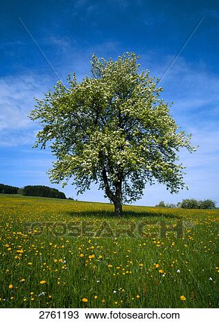 Stock Image - Blooming tree in meadow . Fotosearch