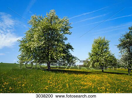 Blooming tree View Large Photo Image Stock Image - Blooming tree . Fotosearch