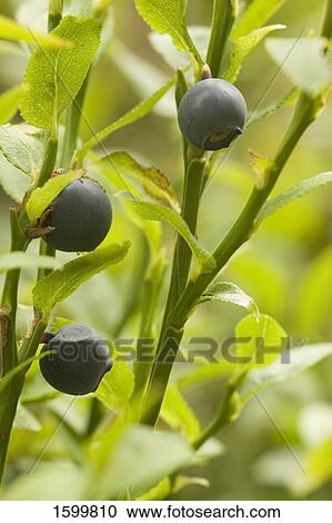 Stock Image - Blueberries growing on tree . Fotosearch