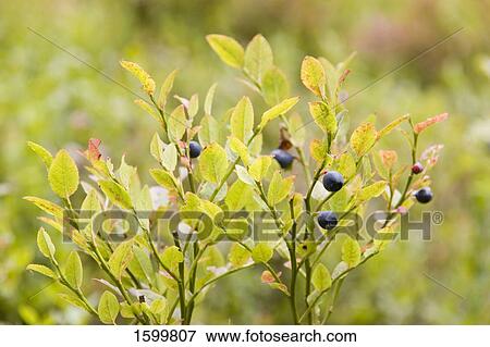 Blueberries growing on tree View Large Photo Image Stock Photo - Blueberries growing on tree . Fotosearch