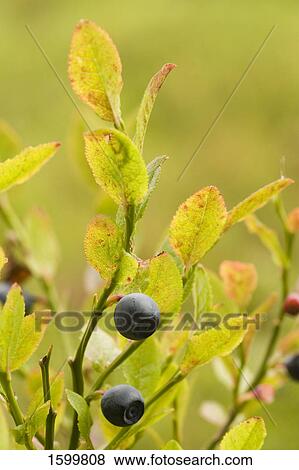 Blueberries growing on tree View Large Photo Image Stock Photo - Blueberries growing on tree . Fotosearch