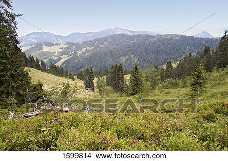 Picture - Blueberries growing on trees . Fotosearch