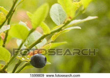 Blueberry growing on tree View Large Photo Image Stock Photo - Blueberry growing on tree . Fotosearch
