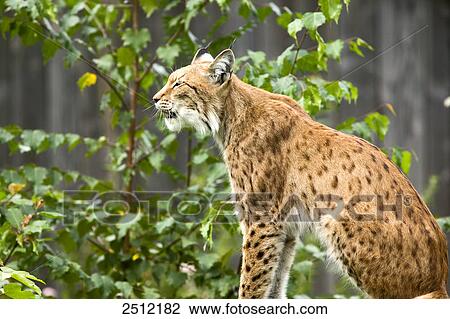 Bobcat sitting in forest View Large Photo Image Stock Image - Bobcat sitting in forest . Fotosearch