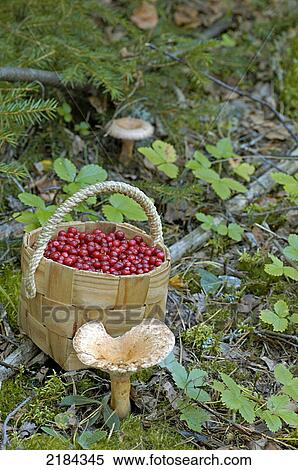 Bowl of berries in field View Large Photo Image Stock Photography - Bowl of berries in field . Fotosearch