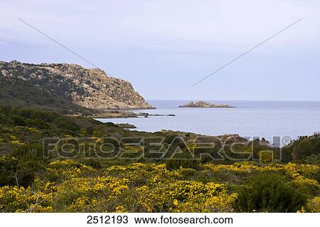 Bushes growing at coast View Large Photo Image Stock Image - Bushes growing at coast . Fotosearch