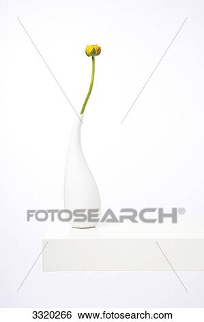 Stock Photograph - Buttercup in white flower vase . Fotosearch