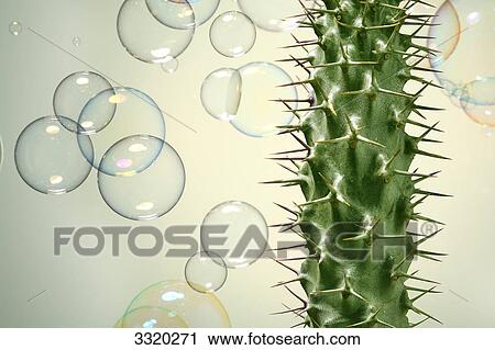 Stock Image - Cactus with soup bubbles . Fotosearch