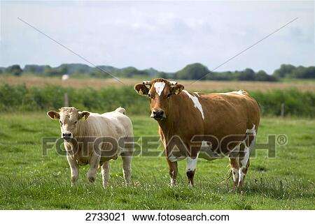 Stock Image - Cattle in field . Fotosearch