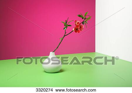 Chaenomeles twig in flower vase View Large Photo Image Picture - Chaenomeles twig in flower vase . Fotosearch