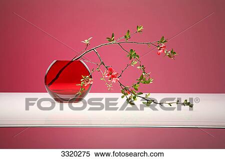 Chaenomeles twig in red flower vase View Large Photo Image Stock Photography - Chaenomeles twig in red flower vase . Fotosearch