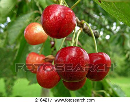 Stock Photo - Close-up of apples growing on tree . Fotosearch
