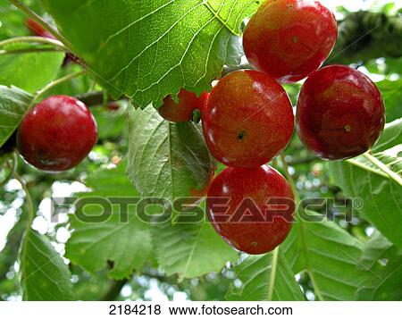 Stock Photo - Close-up of apples growing on tree . Fotosearch