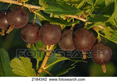 Stock Image - Close-up of berries growing on branch . Fotosearch