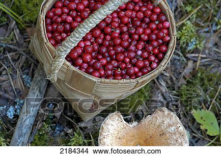 Picture - Close-up of berries in bowl . Fotosearch