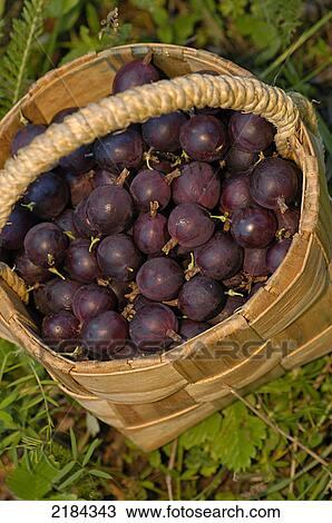 Stock Image - Close-up of berries in bowl . Fotosearch