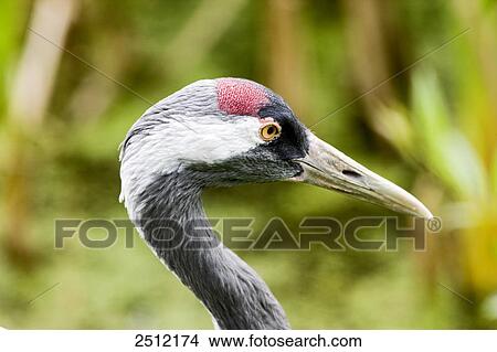 Close-up of bird View Large Photo Image Picture - Close-up of bird . Fotosearch